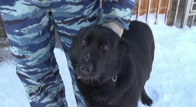 В Бугуруслане собака Никка помогла задержать грабителя